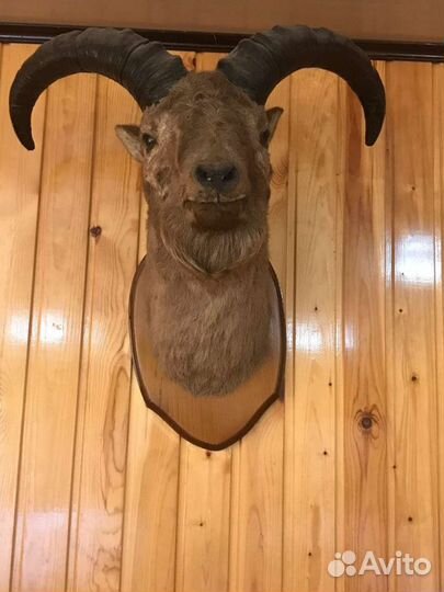 Голова тура