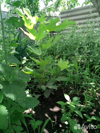 Инжир отросток от дерева