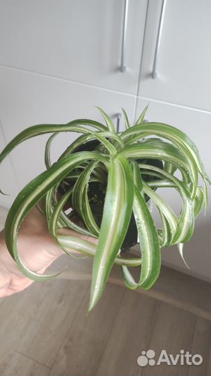 Хлорофитум Бонни кудрявый