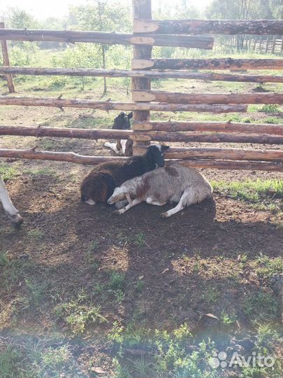 Овцы бараны