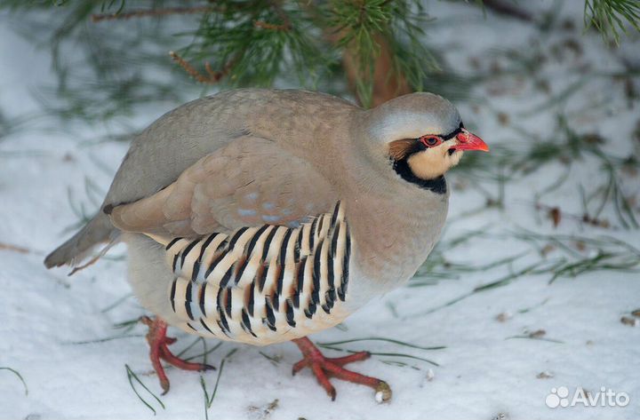 Цыплята,птенцы горной куропатки(кеклик) инкуб.яйцо