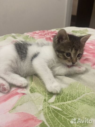 Котенок девочка