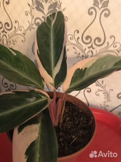 Строманта триколор