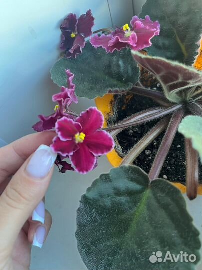 Фиалки детки