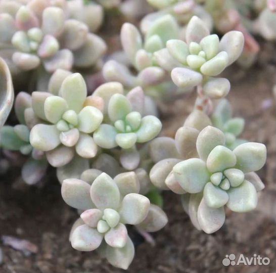 Комнатные растения цветы, суккуленты