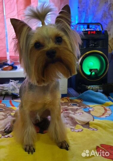 Вязка, кобель йорк