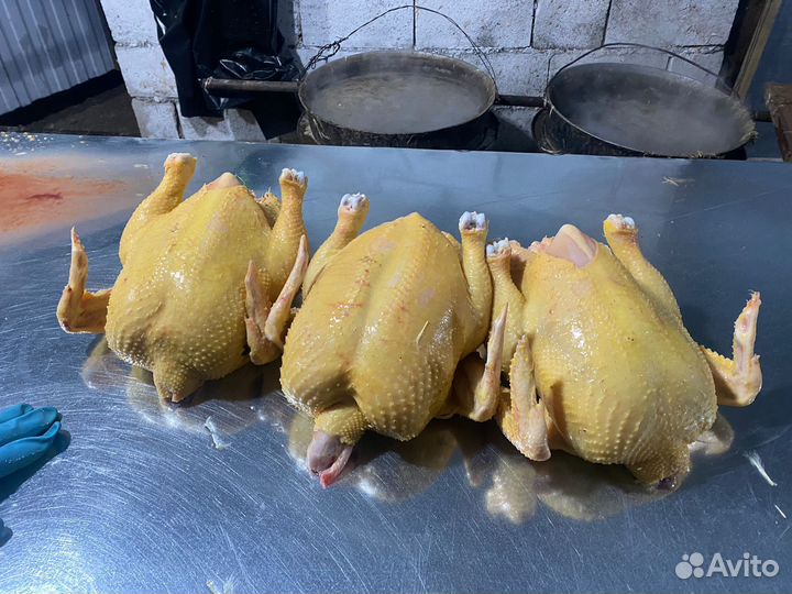 Куры бройлеры тушки мясо