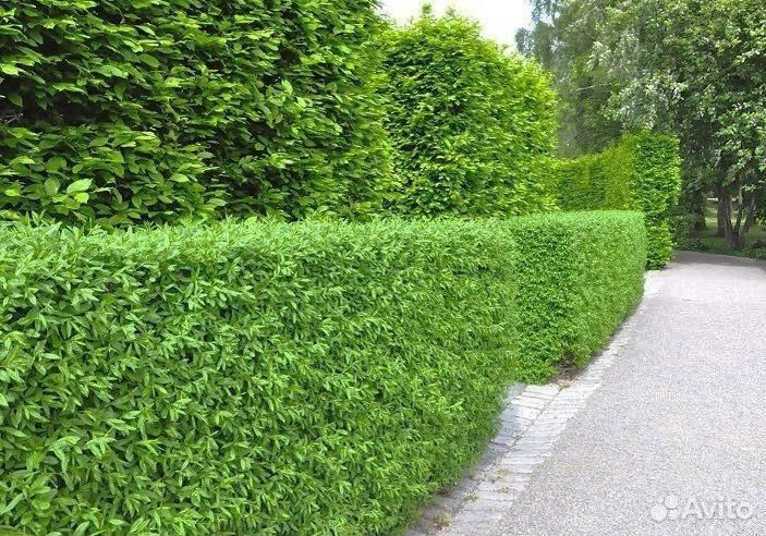 Саженцы бирючины для живой изгороди