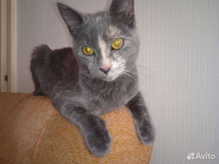 Котёнок девочка 6 месяцев