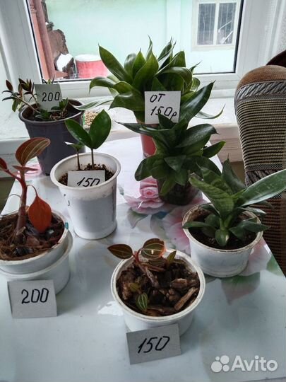 Алоэ, колумнея, лудизия и др