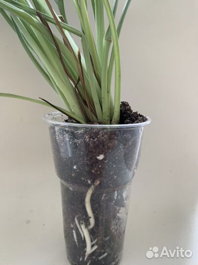 Хлорофитум