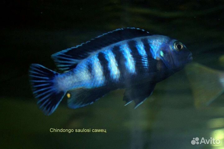 Цихлиды озерные и речные