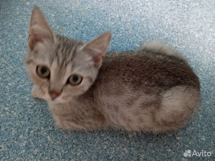 Котенок мальчик бесплатно