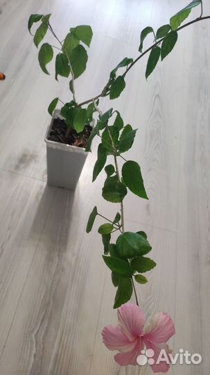 Сортовые гибискусы