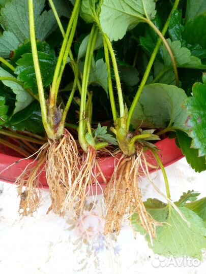 Саженцы клубники Гигантеллы