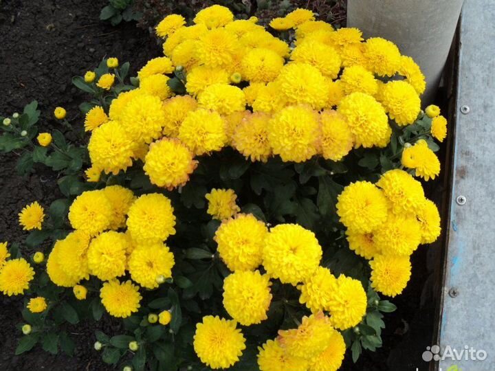 Хризантема