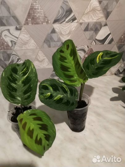 Кротоны, Маранты