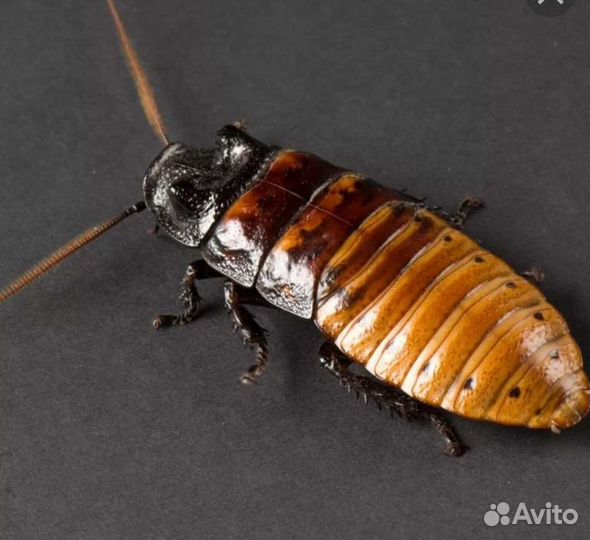 Кормовые насекомые