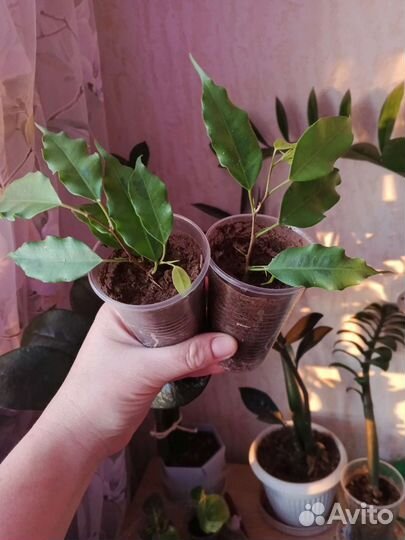 Фикус Бенджамина Голден Моник