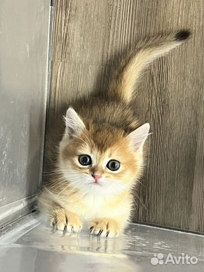 Золотая, серебристая шиншилла