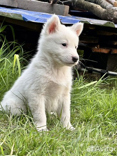 Щенки Хаски