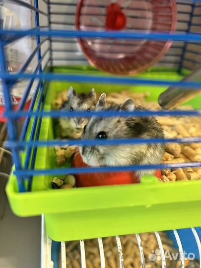 Джунгарский хомяк, Сирийский хомяк