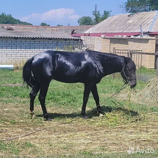 Лошадь жеребец