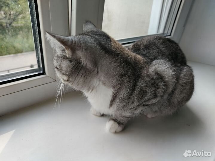 Отдам бесплатно кошку