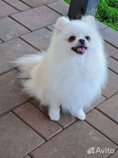 Мини девочка шпиц