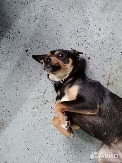 Девчонка, 12мес. ищет семью