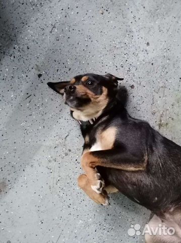 Девчонка, 12мес. ищет семью