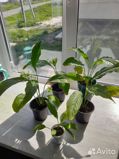 Спатифиллум