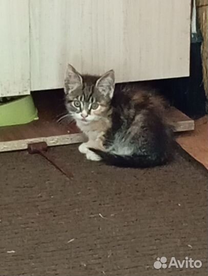 Кошка в дар