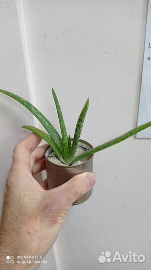 Суккуленты