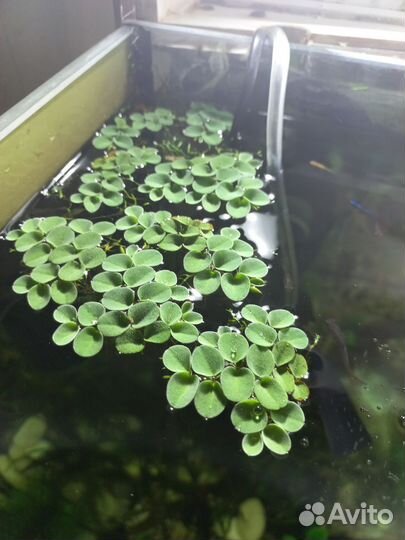 Аквариумные плавающие растения