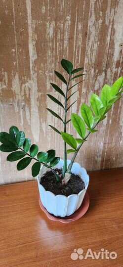 Замиокулькас, долларовое дерево