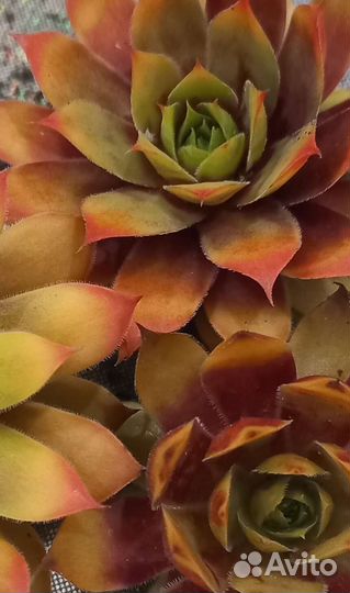 Молодило каменная роза