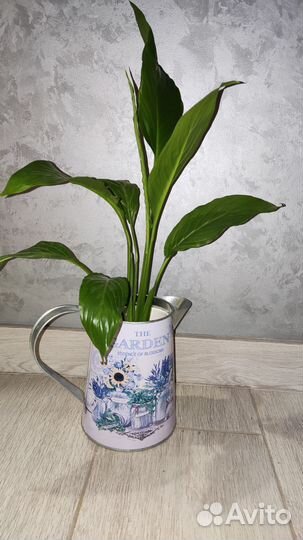 Комнатные цветы Спатифилум