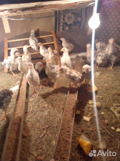 Куры молодки