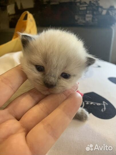 Котятки голубоглазые