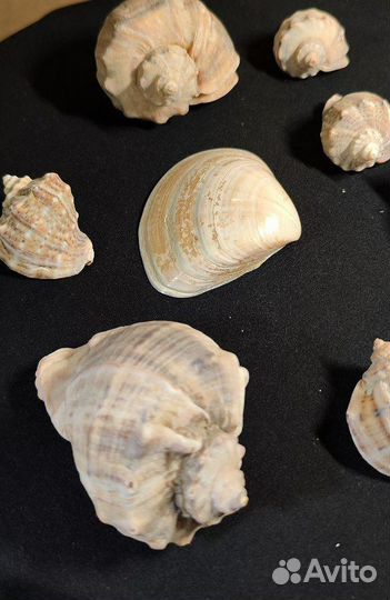 Набор морских ракушек