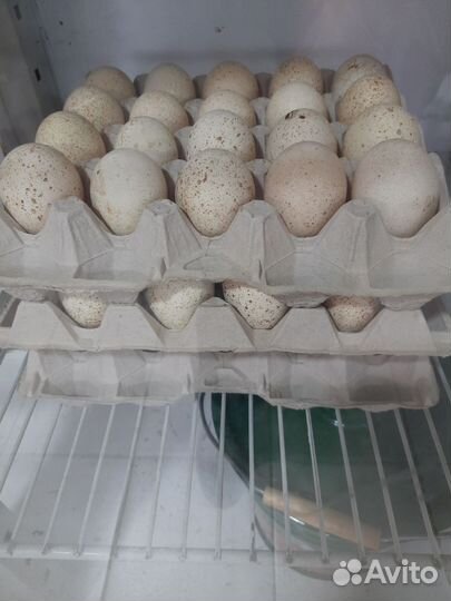 Индюшиное инкубационое яйцо