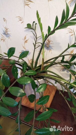 Замиокулькас