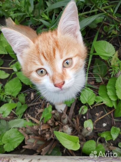 Котята