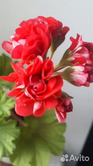 Пеларгония герань