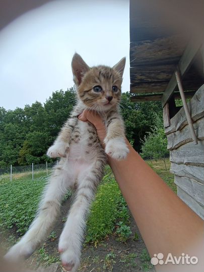 Коты и кошки