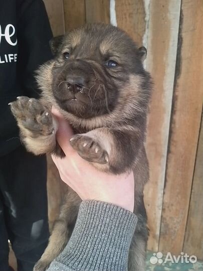 Щенки в добрые руки бесплатно. Помесь