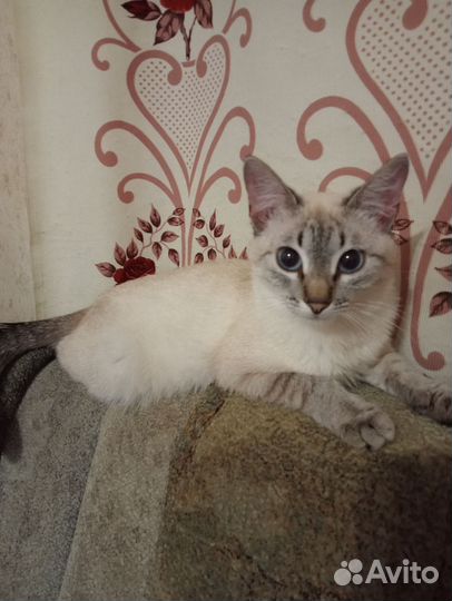 Тайская кошка в добрые руки