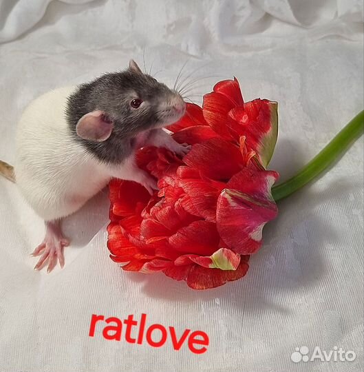 Крысята питомник девочки