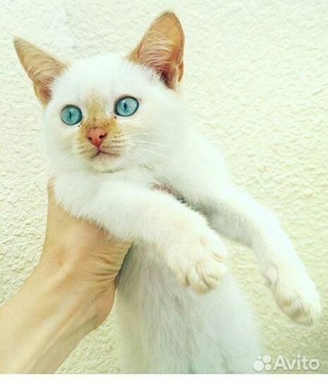 Тайские котята